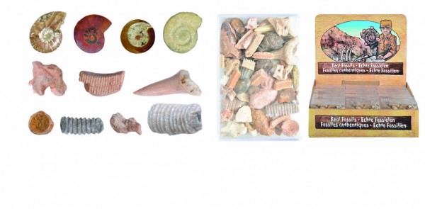 Uitmuntend gedaan   muntzaden Plantkadootjes Fossielen gemixt in doos  (ML010)