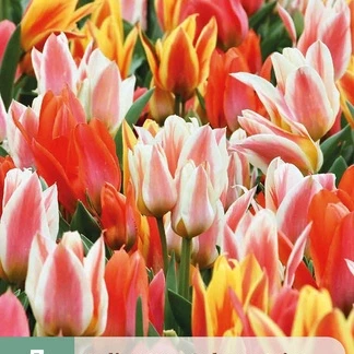 Tulp Fun Colours mix 7 stuks
