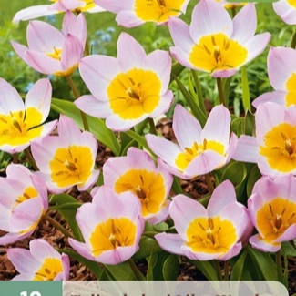Tulp Bakeri Lilac Wonder 10 stuks