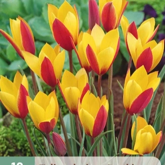 Tulp botanisch Clusiana Cynthia 10 stuks
