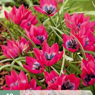 Tulp botanisch Little Beauty 10 stuks