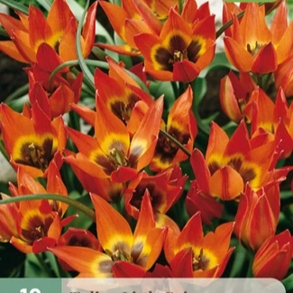 Tulp botanisch Little Princess 10 stuks