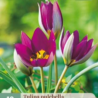 Tulp botanisch Pulch. Persian Pearl 10 stuks