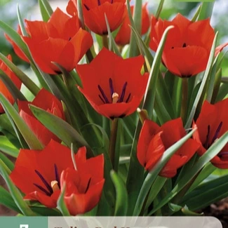 Tulp botanisch Red Hunter 7 stuks