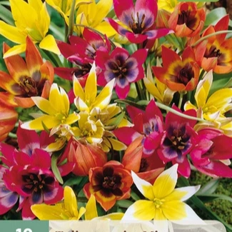 Tulp botanisch Species mix 10 stuks