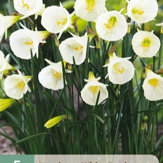 Narcis mini White Petticoat 5 stuks
