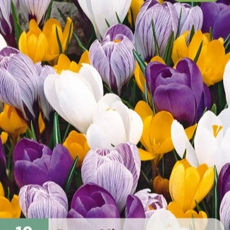 Crocus Grootbloemig mix 10 stuks