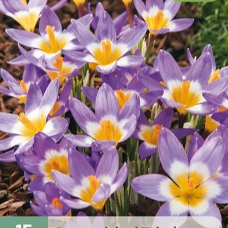 Crocus Sieberi Tricolor 15 stuks