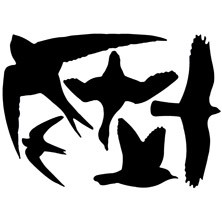 Raamstickers vogelassortie