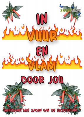 In vuur en vlam met luciferplant